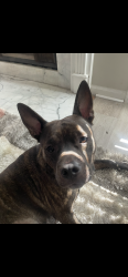 Lost Male Dog last seen Near Callaway Hills Dr, Memphis, TN 38125