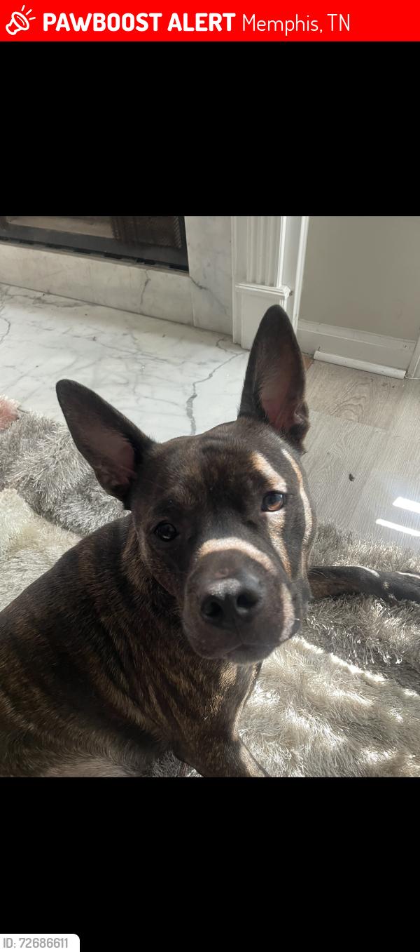 Lost Male Dog last seen Near Callaway Hills Dr, Memphis, TN 38125