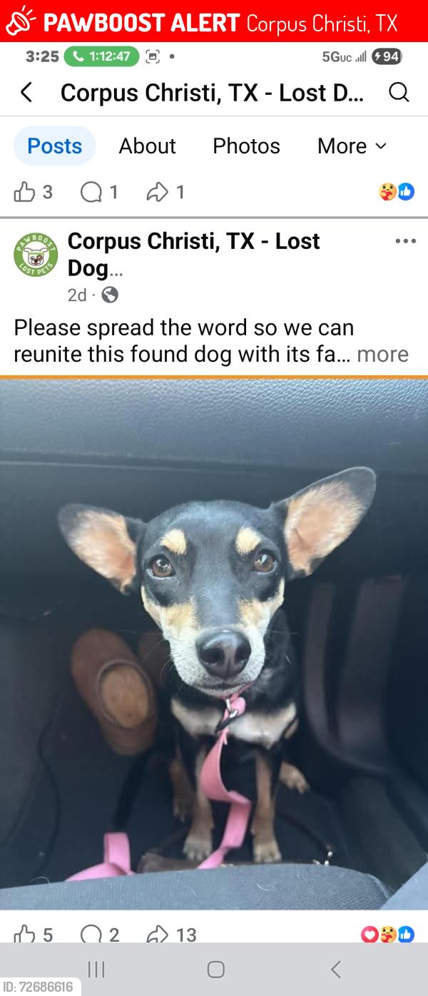 Lost Female Dog last seen Rodfield, Corpus Christi, TX 78412