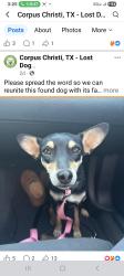 Lost Female Dog last seen Rodfield, Corpus Christi, TX 78412