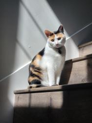 Lost Female Cat last seen Cleat ln, the Mills, 5th st , Sacramento, CA 95818