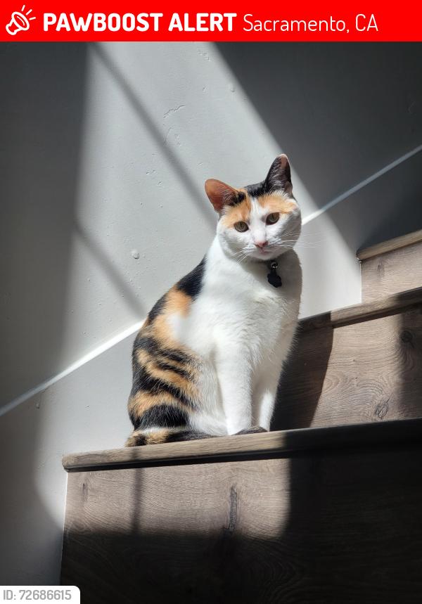 Lost Female Cat last seen Cleat ln, the Mills, 5th st , Sacramento, CA 95818