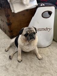 Found/Stray Male Dog last seen Logan Ln and Fulkerth Rd, Turlock, CA 95380