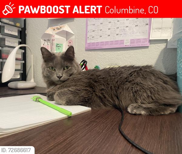 Lost Male Cat last seen Columbine West, Columbine, CO 80123