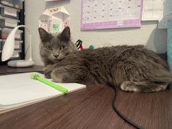 Lost Male Cat last seen Columbine West, Columbine, CO 80123