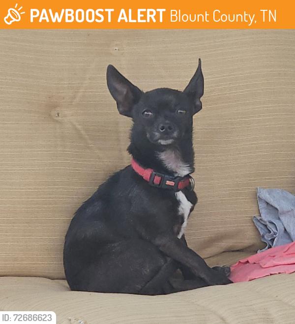 Found/Stray Unknown Dog last seen Old Whites Mill/Wilkinson Pike Area, Blount County, TN 37803