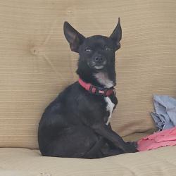Found/Stray Unknown Dog last seen Old Whites Mill/Wilkinson Pike Area, Blount County, TN 37803