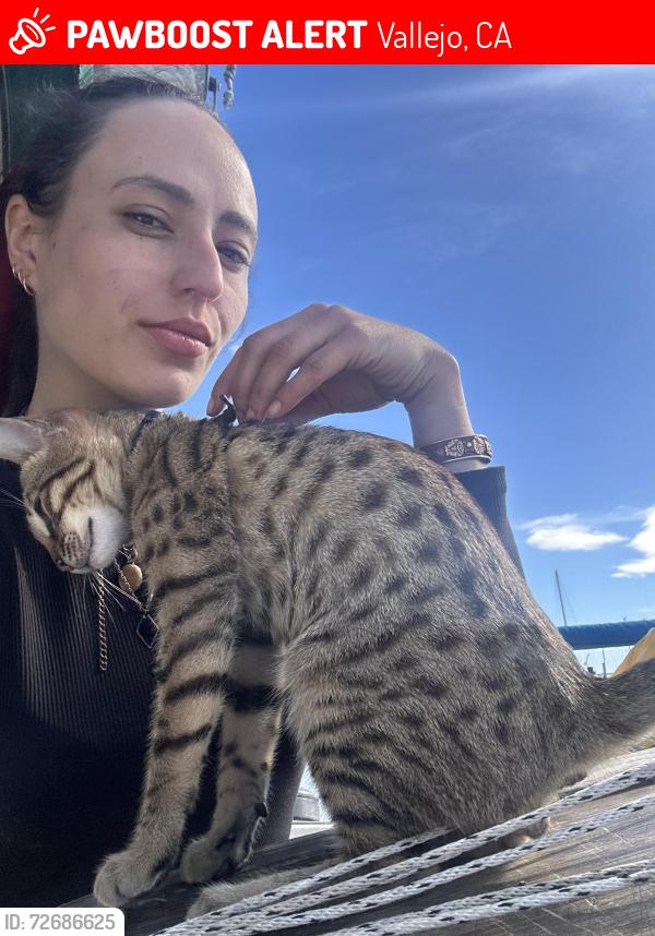 Lost Male Cat last seen At Vallejo Marina , Vallejo, CA 94590