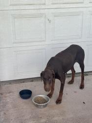 Found/Stray Female Dog last seen Between Randall and San Bernardino streets , Rialto, CA 92376