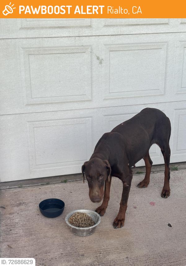 Found/Stray Female Dog last seen Between Randall and San Bernardino streets , Rialto, CA 92376