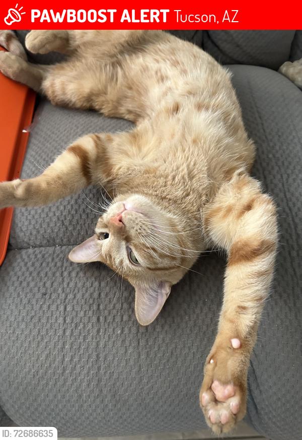 Lost Male Cat last seen Flamenco Dr , Tucson, AZ 85710