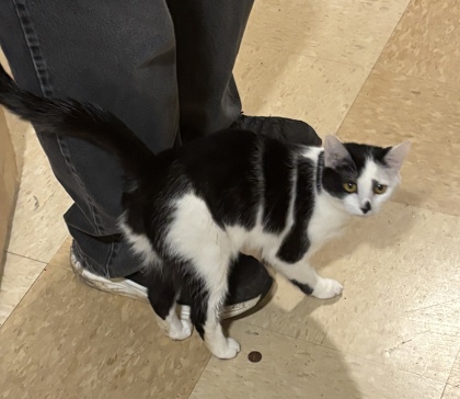 Shelter Stray Female Cat last seen Seattle, WA 98118, Seattle, WA 98119