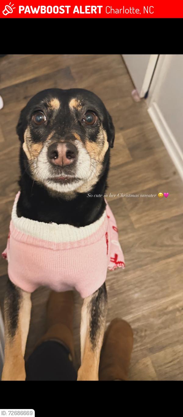 Lost Female Dog last seen Northlake mall , Charlotte, NC 28216