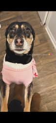 Lost Female Dog last seen Northlake mall , Charlotte, NC 28216