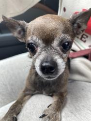 Found/Stray Female Dog last seen E Fourth Ave and South Cook St., Spokane, WA, Spokane, WA 99202
