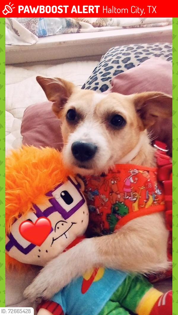Lost Male Dog last seen Near some hses in a neighborhood , Haltom City, TX 76111