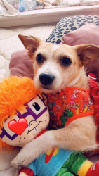 Lost Male Dog last seen Near some hses in a neighborhood , Haltom City, TX 76111