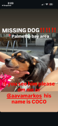 Lost Male Dog last seen Palmetto Bay park, Palmetto Bay, FL 33157