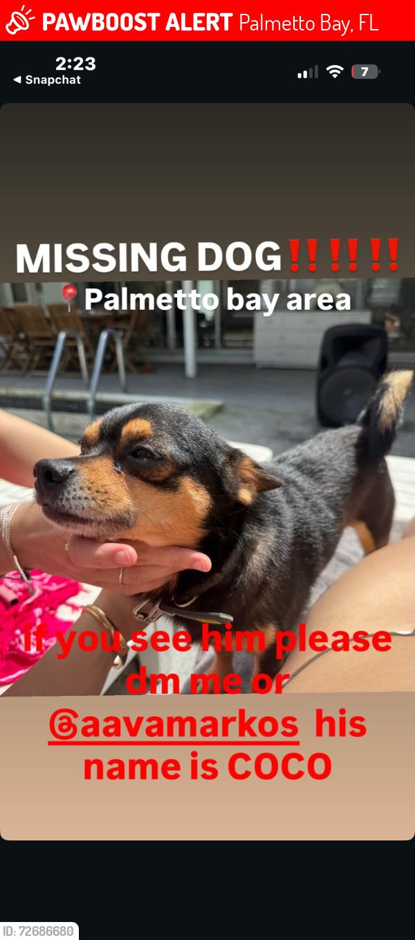 Lost Male Dog last seen Palmetto Bay park, Palmetto Bay, FL 33157