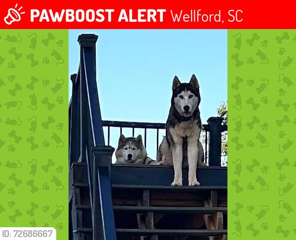 Lost Male Dog last seen Benchmark Rd Welford, Wellford, SC 29377
