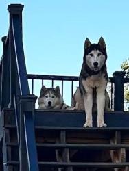 Lost Male Dog last seen Benchmark Rd Welford, Wellford, SC 29377