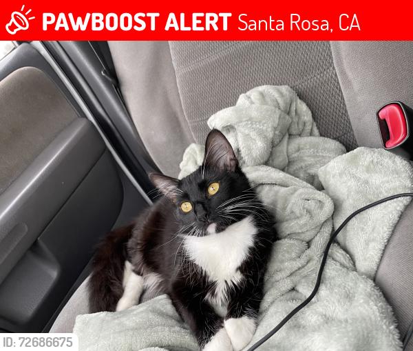Lost Female Cat last seen Marlow rd, Santa Rosa, CA 95401