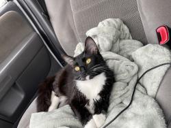 Lost Female Cat last seen Marlow rd, Santa Rosa, CA 95401