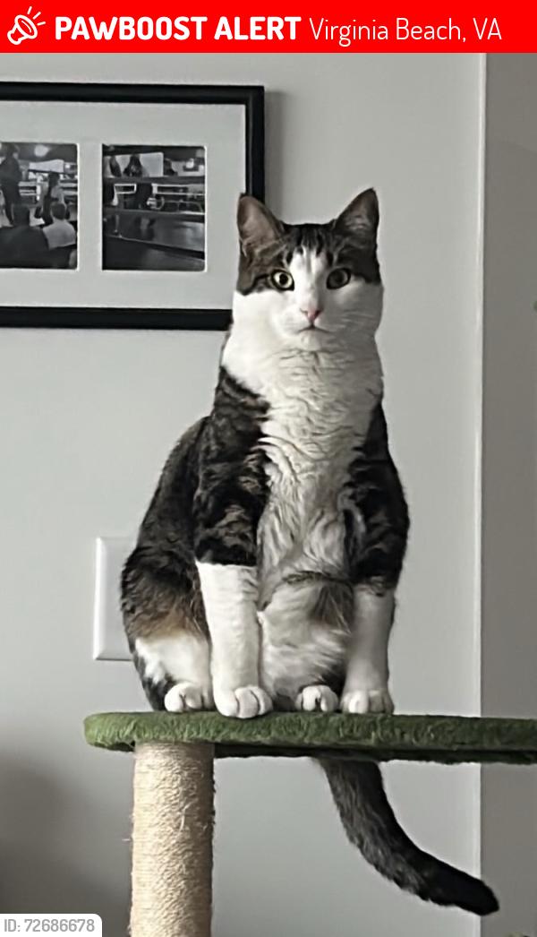 Lost Male Cat last seen Near North Hill apmts, Virginia Beach, VA 23451