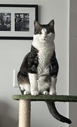 Lost Male Cat last seen Near North Hill apmts, Virginia Beach, VA 23451