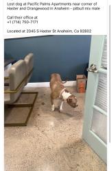 Found/Stray Unknown Dog last seen Haster st and Orangewood Ave, Anaheim, CA 92802