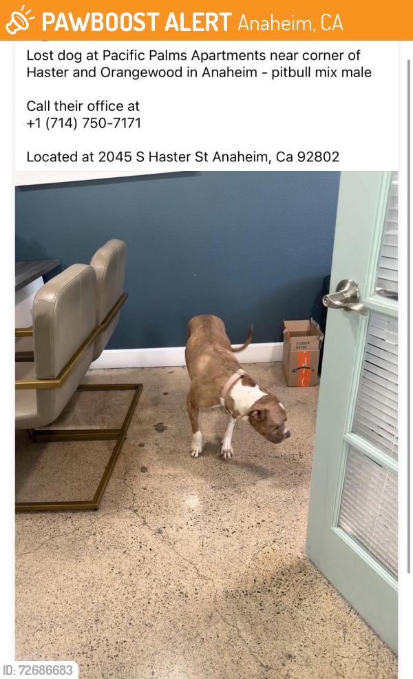 Found/Stray Unknown Dog last seen Haster st and Orangewood Ave, Anaheim, CA 92802