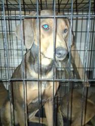 Lost Female Dog last seen Jancey St & Wellesley St, Morningside, Pittsburgh, PA 15206