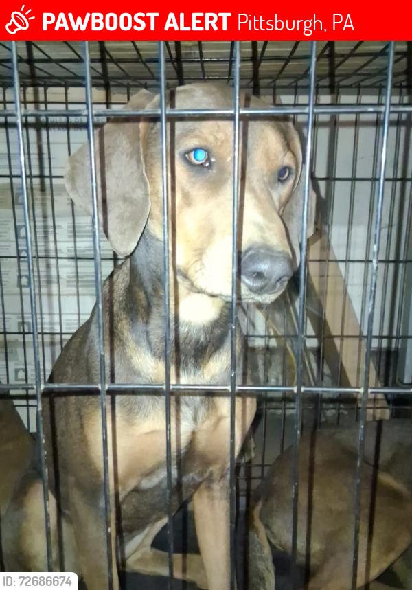 Lost Female Dog last seen Jancey St & Wellesley St, Morningside, Pittsburgh, PA 15206