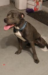 Found/Stray Male Dog last seen Lake Berkley, Kissimmee, FL 34746
