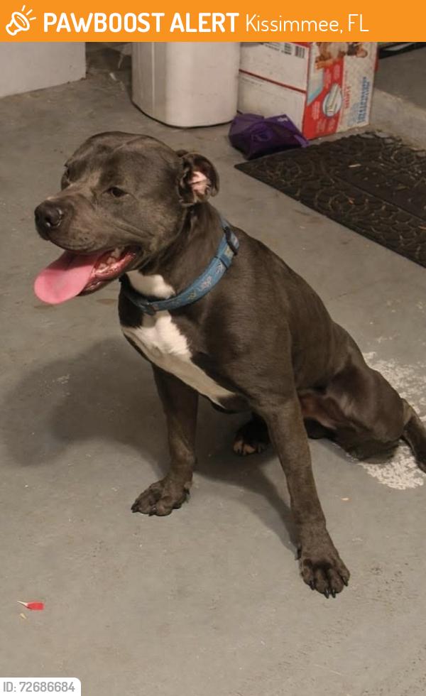 Found/Stray Male Dog last seen Lake Berkley, Kissimmee, FL 34746