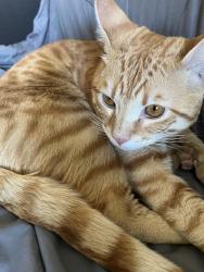 Found/Stray Female Cat last seen Decatur and University Drive, Las Vegas, NV 89146