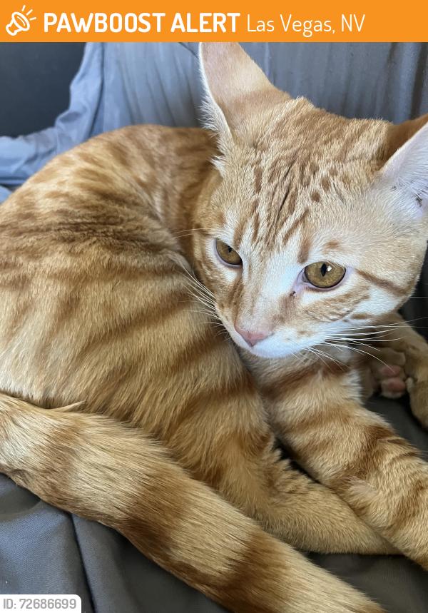 Found/Stray Female Cat last seen Decatur and University Drive, Las Vegas, NV 89146