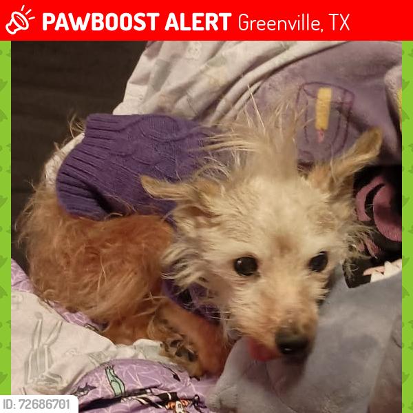 Lost Male Dog last seen 3rd/ Marshall, Greenville, TX 75401