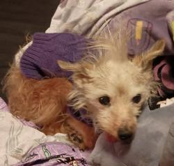Lost Male Dog last seen 3rd/ Marshall, Greenville, TX 75401