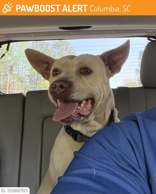 Found/Stray Male Dog last seen On Colonial Dr. between High St. and Liberty St., currently at City of Columbia Animal Services Shelter, Columbia, SC 29203