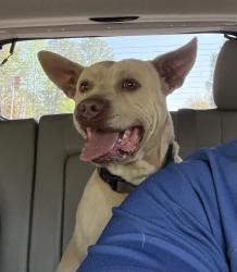 Found/Stray Male Dog last seen On Colonial Dr. between High St. and Liberty St., currently at City of Columbia Animal Services Shelter, Columbia, SC 29203