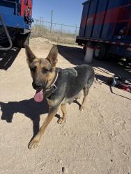 Found/Stray Female Dog last seen Oilfield yard with blue tanks, Midland, TX 79706