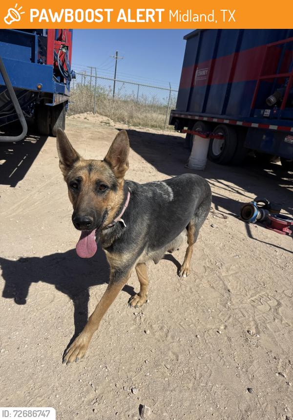 Found/Stray Female Dog last seen Oilfield yard with blue tanks, Midland, TX 79706