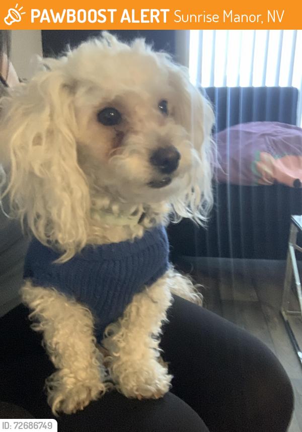 Found/Stray Male Dog last seen Lake Mead and Pecos, Sunrise Manor, NV 89115