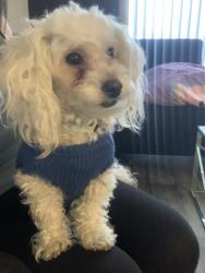 Found/Stray Male Dog last seen Lake Mead and Pecos, Sunrise Manor, NV 89115
