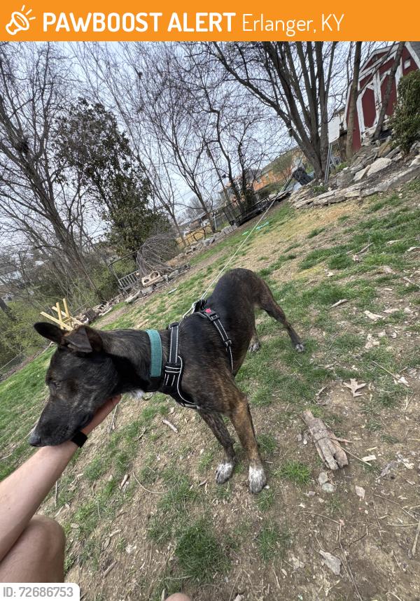 Found/Stray Male Dog last seen Near Mistywood Circle Erlanger Kentucky, Erlanger, KY 41018