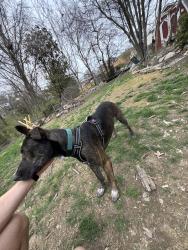 Found/Stray Male Dog last seen Near Mistywood Circle Erlanger Kentucky, Erlanger, KY 41018