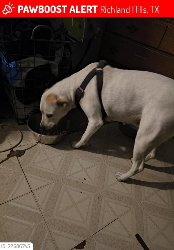 Lost Female Dog last seen Rosebud park Richland hills tx 76118, Richland Hills, TX 76118