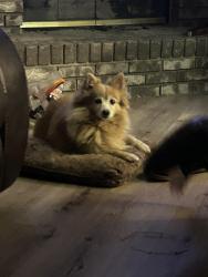 Lost Female Dog last seen Melrose Ave , Bakersfield, CA 93308