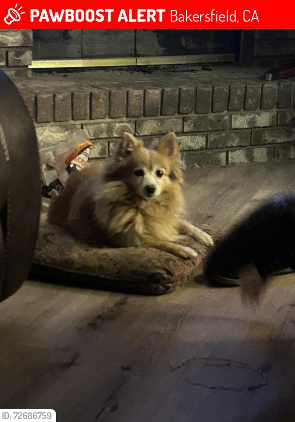 Lost Female Dog last seen Melrose Ave , Bakersfield, CA 93308